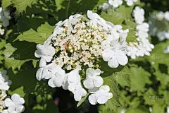 雪球树(荚蒾opulus)的花。白玫瑰花