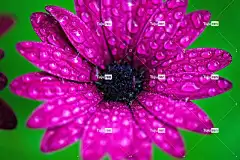 花 自然 花瓣 露 花壁纸 美丽的花朵 滴 雌蕊 花卉背景