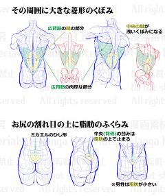 风の行者采集到A-绘画教程人体结构