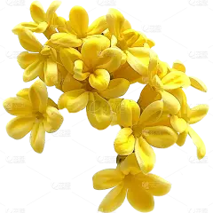中秋节黄色实景桂花