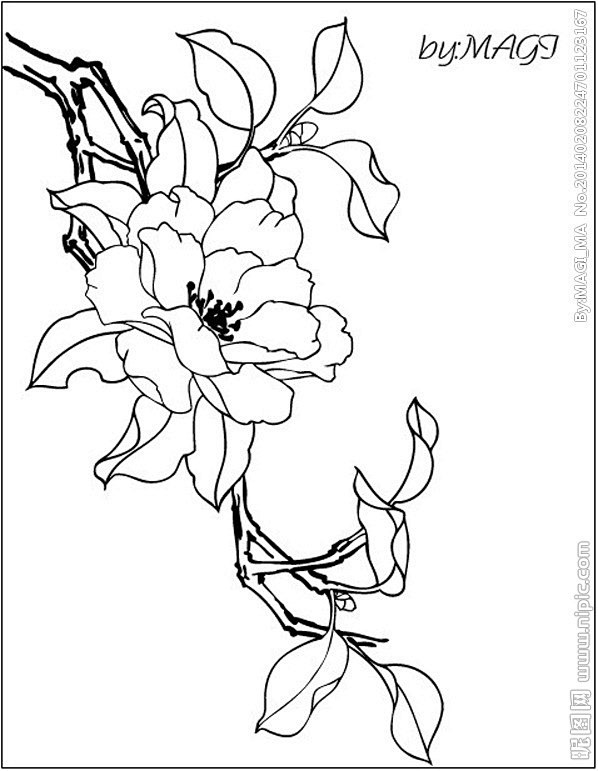 62常住户从社会我大哥转采于2016-02-03 11:03:24茶花线描手绘62常住