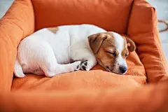 点击来源直接获取大图文件 |Small dog sleeping at home on the orange bed