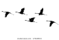 16,849 Crane Bird Silhouette Royalty-Free Photos and Stock Images | Shutterstock