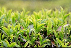 清晨＇采集到植物素材