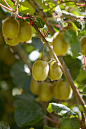 水果,成分,猕猴桃,树,热带水果_gic7560702_Kiwi fruits on the tree_创意图片_Getty Images China