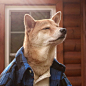 The Menswear Dog : Shiba Inu are known to be pretty stubborn dogs, how do I know that? I actually have one and his name is Hiro. They are quite challengeable but in the end, they are incredible dogs.