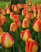 Wholesale Tulip Banja Luka - Landscaper Special: 