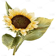 手绘黄色向日葵花卉元素