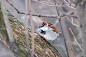 The house sparrow, Passer domesticus, sitting on a