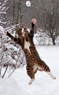 雪地里玩耍的猫 