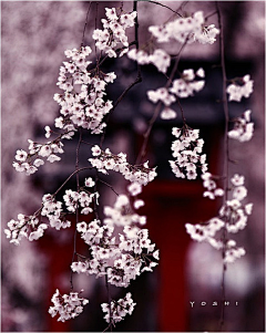 淡淡花香朵儿采集到花开六月