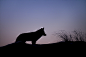 狗狗 - silhouette fox dog