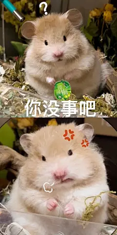 鼠鼠表情包
