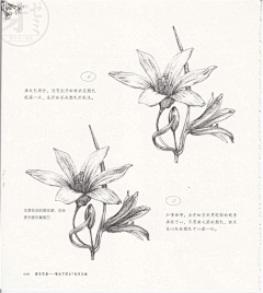 MISS黄的分享空间采集到花卉线描