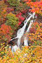 Kirifuri瀑布和五颜六色的枫叶在日本日光国家公园。美丽浪漫的秋天自然景观，在Senoo，日光，