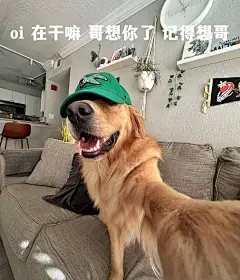 最近超级喜欢的小金毛表情包 - 小红书