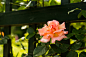 flower, fence, pink