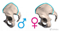 男性vs女性 盆骨差异 #Proko# ​​​​