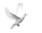 白鸽png 鸟素材图片 飞行中的鸟