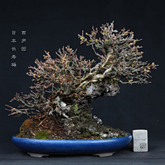 SaiWong采集到木本植物&盆栽