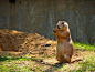 Just a Little Snack - A shot I captured of a Prairie Dog at the Washington DC Zoo.: 