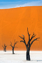 Deadvlei树与纳米比亚纳米克公园的彩色背景