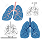 肺矢量图形