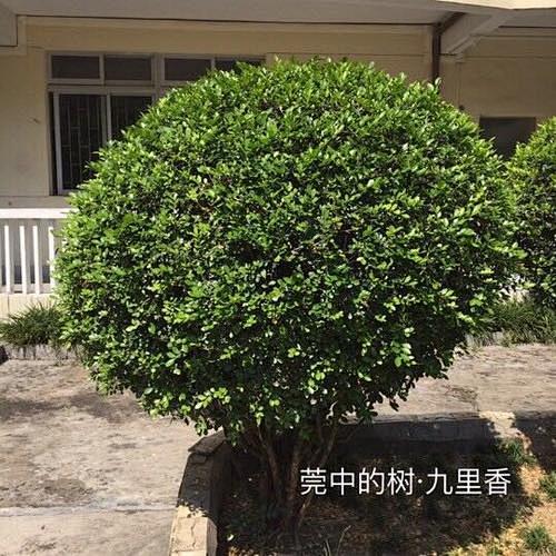 九里香球