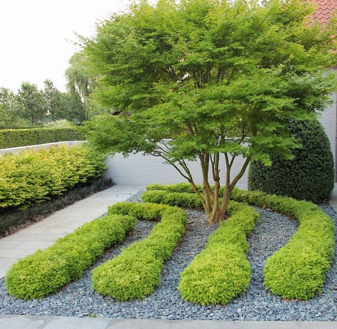 Buxus Rococco and a ...