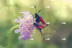 六点小圆角 蝴蝶 花 美丽的花朵 授粉 昆虫 花壁纸 飞虫