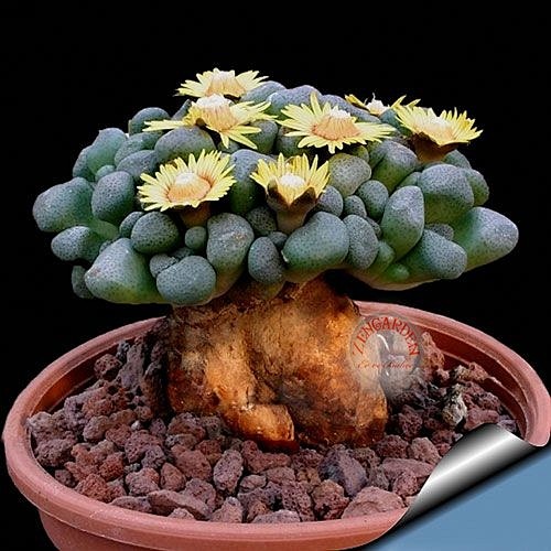 Aloinopsis Schoonees...
