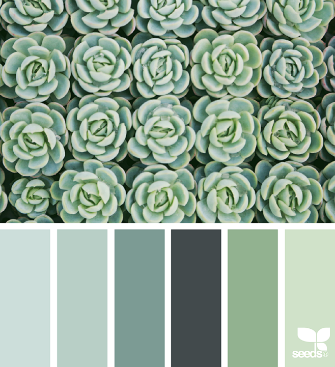 { succulent hues } i...