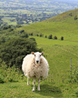 Iain Watts在 500px 上的照片Sheep country
