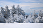 云杉,冬天,雪,森林,安静,雪山,松树,针叶树,户外,林间空地