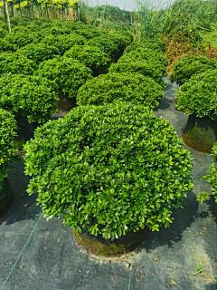 XYAAA采集到植物材料-中式/日式植物品种