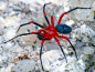 昆虫_摄影libutron   Red and Black Spider - Ambicoda