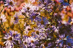 紫苑 4K壁纸1920X1080 桌面背景 Mac壁纸 酷背景