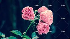 粉红玫瑰 花朵 粉红色的花朵 盛开 开花 植物群 花壁纸 玫瑰绽放