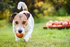 点击来源直接获取大图文件 |Harvest festival concept with dog fetching apple from pile of apples