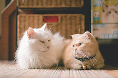 XMX_XMX采集到猫咪