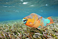 Colourful sea creatures on MSN Photos