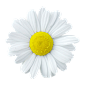 小雏菊