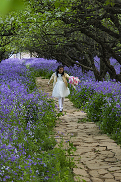 田果真采集到花海