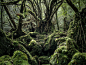 Yakushima - The Forest Spirit