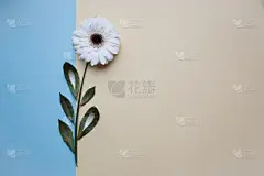 全球通讯,白昼,背景,妇女问题,美,贺卡,灵感,边框,水平画幅,形状