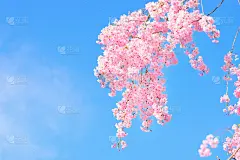 粉红色的哭泣的樱花在蓝色的天空中盛开