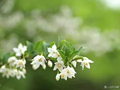 唯美小清新花朵壁纸图片 (6) #小清新#