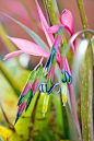 Bromeliad Flowers