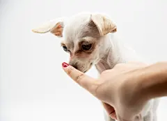 点击来源直接获取大图文件 |A small white dog and the index finger of a woman's hand at the dog's nose.