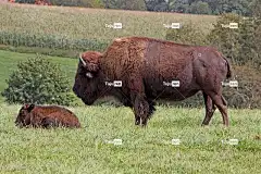 野牛 4K壁纸 Windows壁纸 水牛 轻擦 自由背景 Mac壁纸